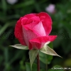 Rose Gaujard